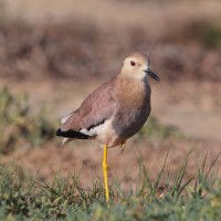 White-tailed Lapwing